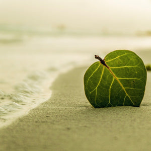 A bright green leaf is sticking in the sand of a beach while an ocean wave washes up near the leaf.